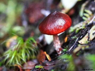 Caring For Wine Caps – Tips On Growing Wine Cap Mushrooms