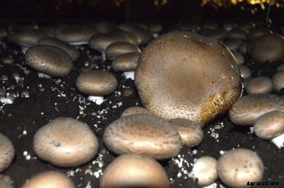 Portabella Mushroom Info: Can I Grow Portabella Mushrooms