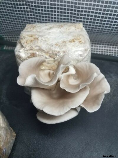 Oyster Mushroom Care – How To Grow Oyster Mushrooms At Home