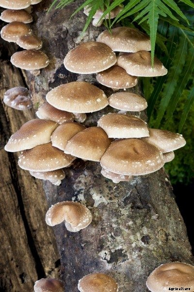 Shiitake Mushroom Growing: Learn How To Grow Shiitake Mushrooms