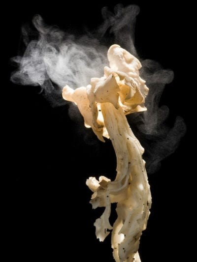 Making A Spore Print: How To Harvest Mushroom Spores