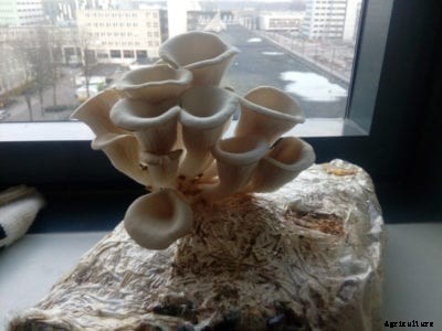 Learn How To Grow Mushrooms