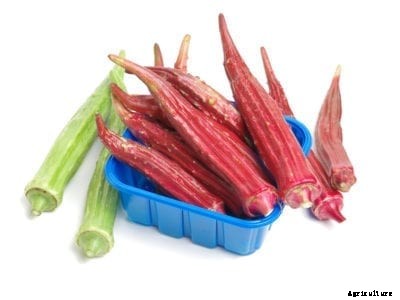 Okra Plant Varieties: Lean About Different Types Of Okra Plants