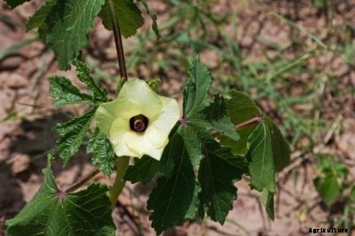 My Okra Flowers Are Falling Off: Reasons For Okra Blossom Drop