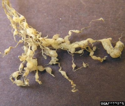 Nematode Okra Problems – Treating Okra With Root Knot Nematodes