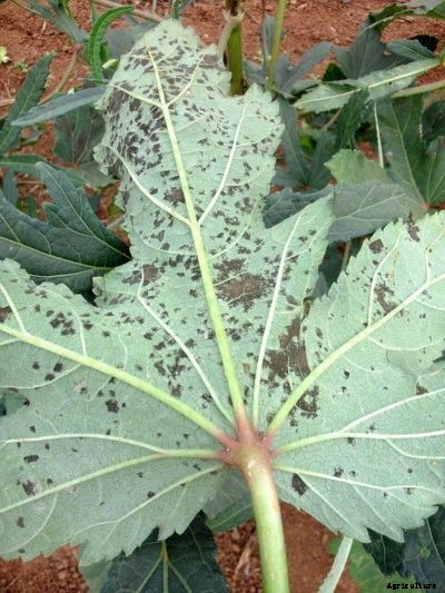 What Is Okra Leaf Spot: Tips For Treating Leaf Spot Of Okra