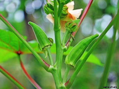 Okra Mosaic Virus Info: Learn About Mosaic Virus Of Okra Plants