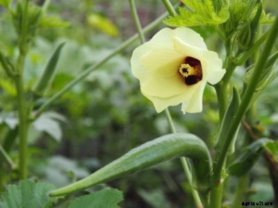 Fusarium Wilt In Okra: Treating Okra Fusarium Wilt Disease In Gardens