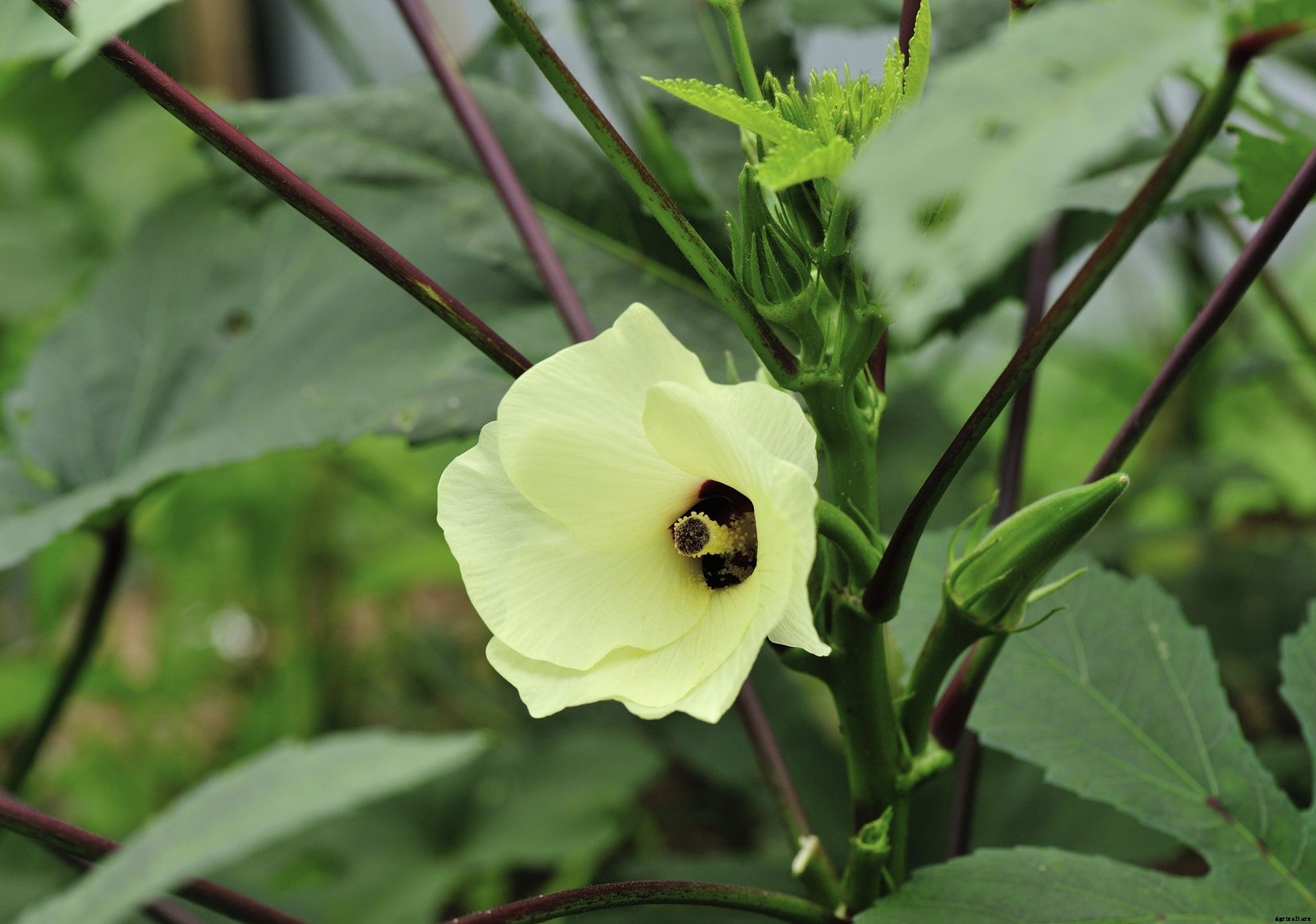 Okra Companion Plants – Learn About Companion Planting With Okra
