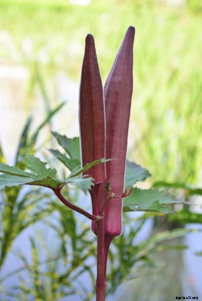 Red Burgundy Okra: Growing Red Okra Plants In The Garden