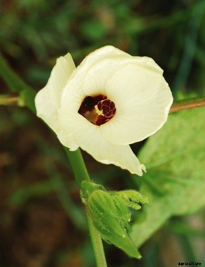 Ornamental Okra Plants: Tips On Growing Okra In Containers And Garden Beds