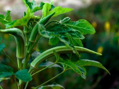 Information On How To Harvest Okra
