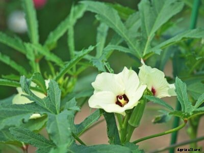 Planting Okra: How To Grow Okra