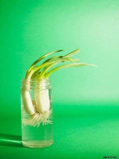 How To Plant Grocery Store Scallions – Can You Regrow Store Bought Scallions