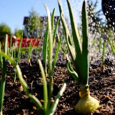 Onion Water Needs: How To Irrigate Onions In Your Garden Bed