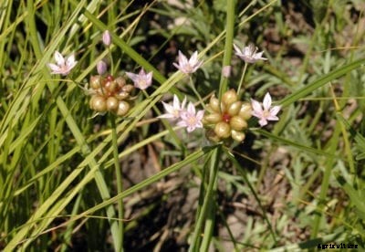 Foraging For Edible Wild Onions: Can You Eat Meadow Garlic Weeds