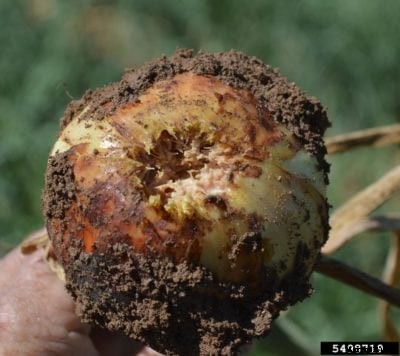 What Is Onion Basal Plate Rot: Tips For Treating Onion Fusarium Rot