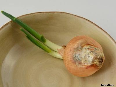 What Is Onion Soft Rot – Learn About Soft Rot In Onions
