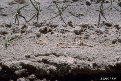 What Is Onion Pythium Rot: Treating Pythium Root Rot Of Onions