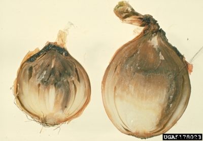 Onion Botrytis Information: What Causes Neck Rot In Onions