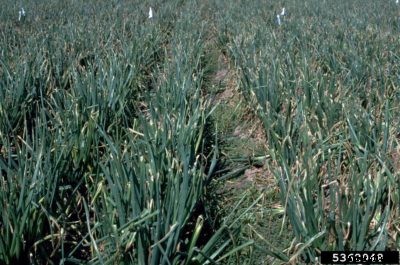 Onion Bacterial Blight – Treating Onions With Xanthomonas Leaf Blight