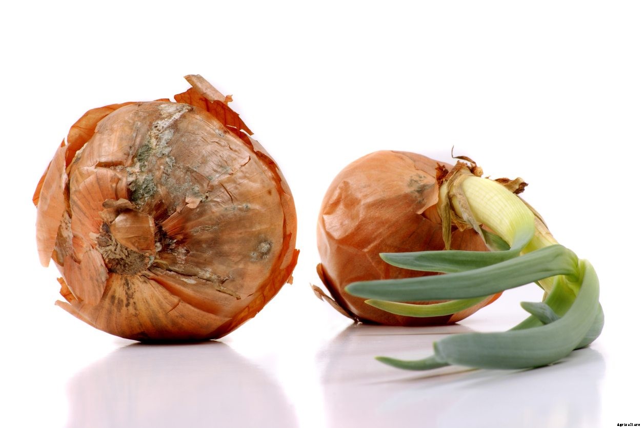 What Is Onion Mushy Rot : Tips For Managing Mushy Rot In Onions