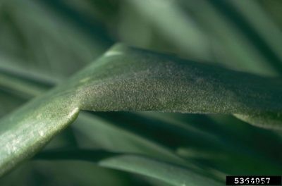 Onion Downy Mildew Info – Learn How To Control Downy Mildew On Onions