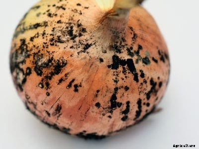 Onion Black Mold Info: Managing Black Mold On Onions