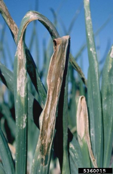 Tip Burn In Onions : What Causes Onion Tip Blight