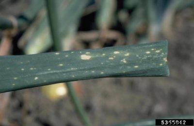Onion Botrytis Leaf Blight – Treating Onions With Botrytis Leaf Blight