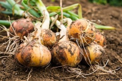 Onions For Different Climates: A Guide To Onion Plant Varieties