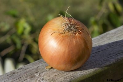 What Are Sweet Onions – Learn About Sweet Onion Growing