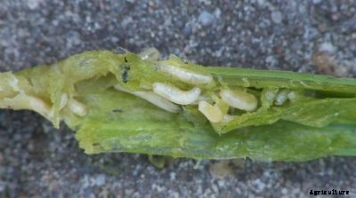 Onion Maggot Control – How To Get Rid Of Onion Maggots