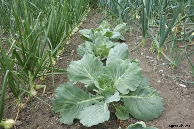 Companion Planting With Onions – Learn About Onion Plant Companions