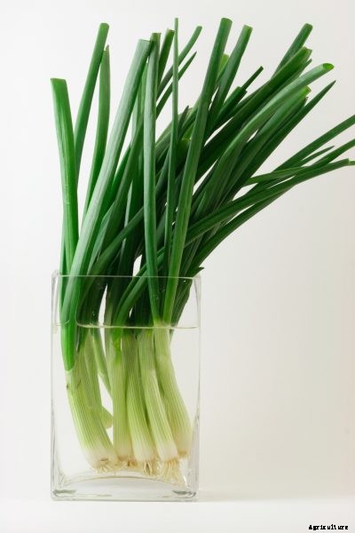 Green Onion Plants In Water: Tips On Growing Green Onions In Water