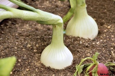 Folding Onion Tops: Why Do You Fold Down The Tops Of Onions