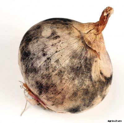 Onion Plant Diseases: Tips For Treating Diseases Of Onion