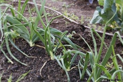What Is A Spring Onion – Tips On Growing Spring Onions