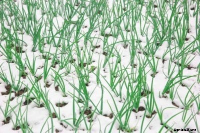 Onions To Grow Over Winter: How Do You Grow Winter Onions