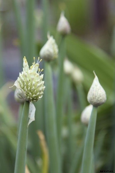 Welsh Onion Plants: Tips On Growing Welsh Onions