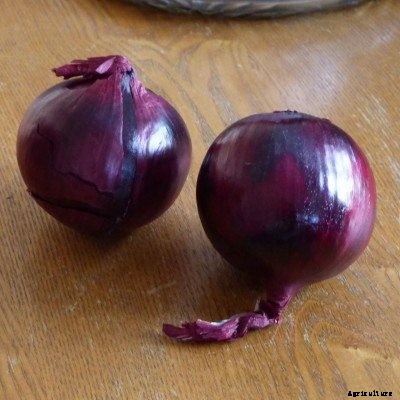 Are Red Onions Easy To Grow: Tips On Growing Red Onions