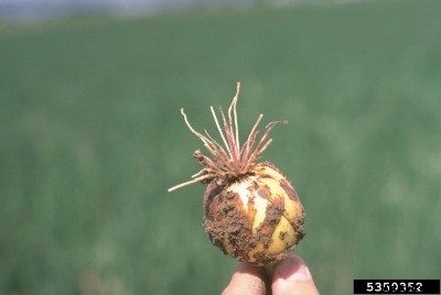 What Is Pink Root Onion Disease