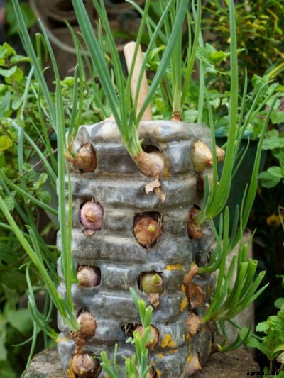 Growing Onions Vertically: Care Of Onions In A Bottle
