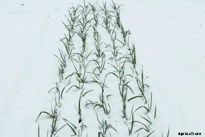 Onion Frost And Cold Protection: Can Onions Tolerate Cold Temps