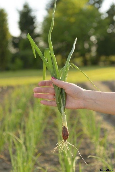 Onion Bulb Formation: Why Onions Do Not Form Bulbs
