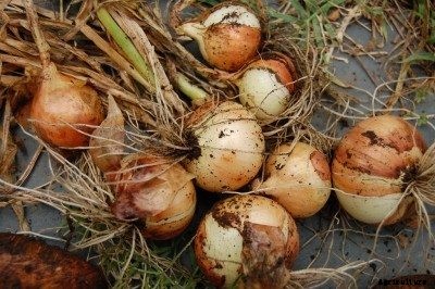 Onion Harvest Time: Learn How And When To Harvest Onions