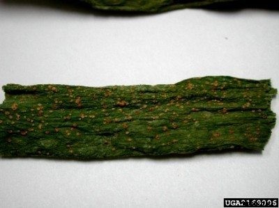 Onion Plant Rust Treatment: Will Rust Disease Kill Onions