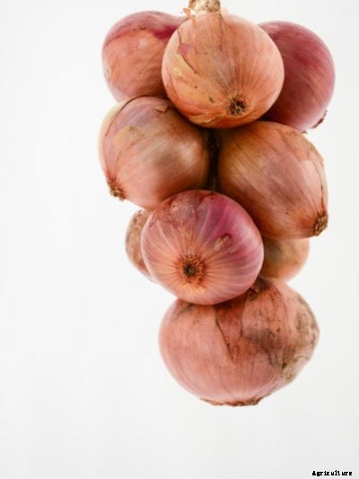 Storing Onions – How To Store Homegrown Onions
