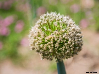 Collecting Onion Seeds: How To Harvest Onion Seeds