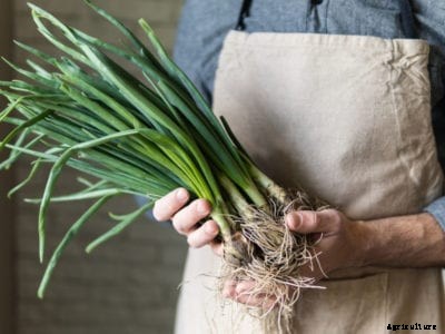 Scallion Picking: How Do You Harvest Scallions